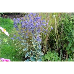 nasiona Mikołajek płaskolistny szt.10 Flxx106