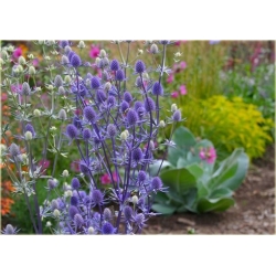 nasiona Mikołajek płaskolistny szt.10 Flxx106