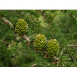 nasiona Modrzew daurski Ruprechta szt.5 Flxx46