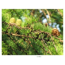 nasiona Modrzew ussyryjski szt.5 Flxx48