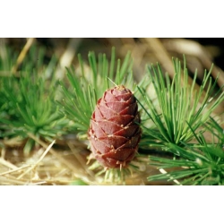 nasiona Modrzew ussyryjski szt.5 Flxx48