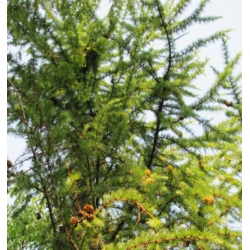 nasiona Modrzew ussyryjski szt.5 Flxx48