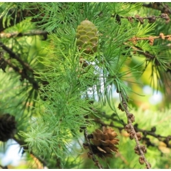 nasiona Modrzew ussyryjski szt.5 Flxx48