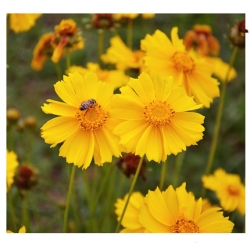 nasiona Nachyłek lancetowaty żółty szt.10 Flxx3