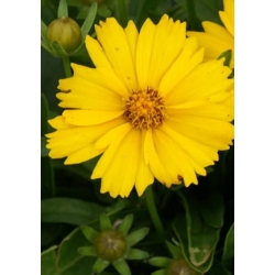 nasiona Nachyłek lancetowaty żółty szt.10 Flxx3