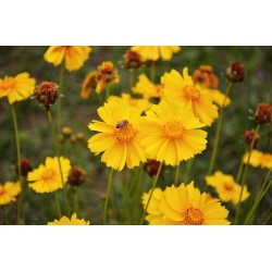 nasiona Nachyłek lancetowaty żółty szt.10 Flxx3