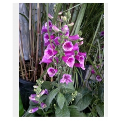 nasiona Naparstnica purpurowa szt.10 Flxx92