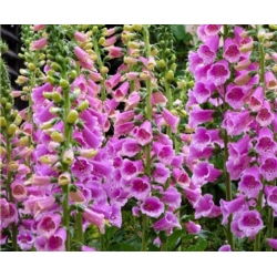 nasiona Naparstnica purpurowa szt.10 Flxx92