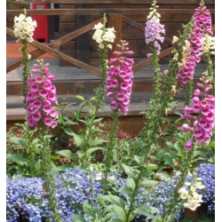 nasiona Naparstnica purpurowa szt.10 Flxx92