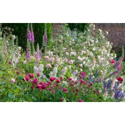 nasiona Naparstnica purpurowa szt.10 Flxx92