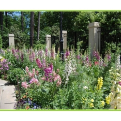 nasiona Naparstnica purpurowa szt.10 Flxx92