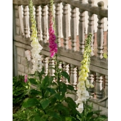 nasiona Naparstnica purpurowa szt.10 Flxx92