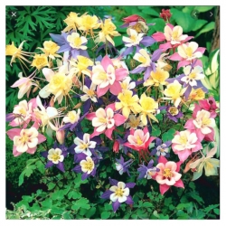 nasiona Orlik mieszańcowy Biedermeier szt.10 Flxx94