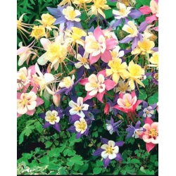 nasiona Orlik mieszany Biedermeier szt.10 Flxx94