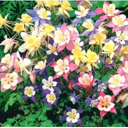 nasiona Orlik mieszany Biedermeier szt.10 Flxx94