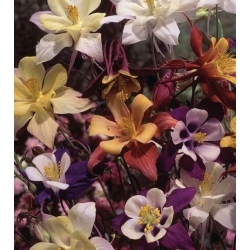 nasiona Orlik mieszany Biedermeier szt.10 Flxx94