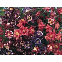 nasiona Orlik mieszany Biedermeier szt.10 Flxx94