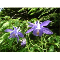 nasiona Orlik złoty szt.10 Flxx136