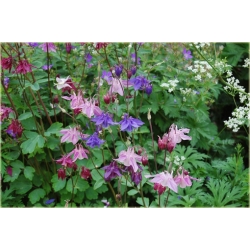 nasiona Orlik złoty szt.10 Flxx136