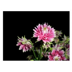 nasiona Orlik mieszańcowy Nora Barlow szt.10 Flxx96