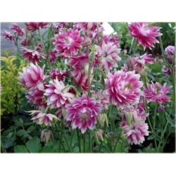 nasiona Orlik mieszany Nora Barlow szt.10 Flxx96