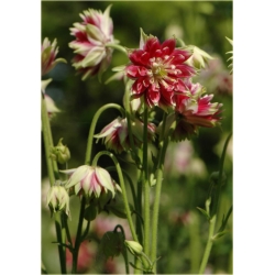 nasiona Orlik mieszany Nora Barlow szt.10 Flxx96