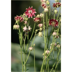 nasiona Orlik mieszany Nora Barlow szt.10 Flxx96