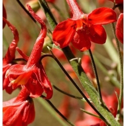 nasiona Ostróżka naga szt.10 Flxx88