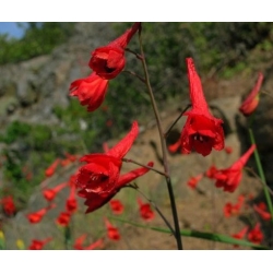 nasiona Ostróżka naga szt.10 Flxx88