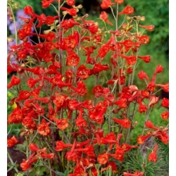 nasiona Ostróżka naga szt.10 Flxx88