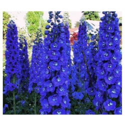 nasiona Ostróżka Pacific Giant niebieska szt.5 Flxx5