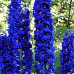 nasiona Ostróżka Pacific niebieska szt.5 Flxx5