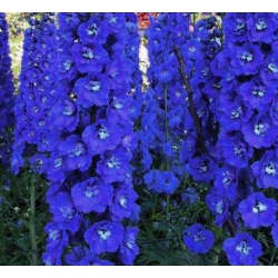 nasiona Ostróżka Pacific niebieska szt.5 Flxx5