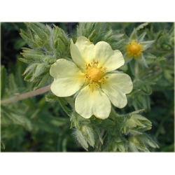 nasiona Pięciornik wyprostowany szt.10 Flxx112