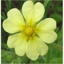 nasiona Pięciornik wyprostowany szt.10 Flxx112