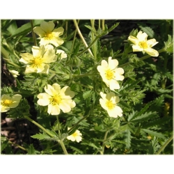 nasiona Pięciornik wyprostowany szt.10 Flxx112