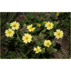 nasiona Pięciornik wyprostowany szt.10 Flxx112