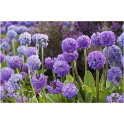 nasiona Pierwiosnek wyniosły Flxx102