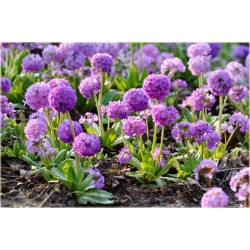 nasiona Pierwiosnek wyniosły Flxx102