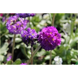 nasiona Pierwiosnek wyniosły Flxx102