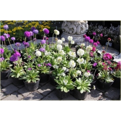 nasiona Pierwiosnek wyniosły Flxx102