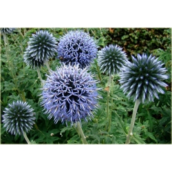 nasiona Przegorzan pospolity szt.10 Flxx109