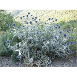 nasiona Przegorzan pospolity szt.10 Flxx109