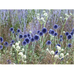 nasiona Przegorzan pospolity szt.10 Flxx109