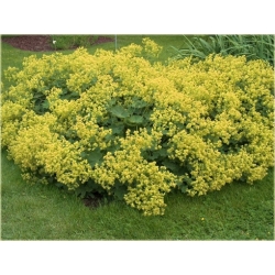 nasiona Przywrotnik szt.10 Flxx114