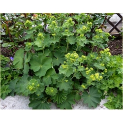 nasiona Przywrotnik szt.10 Flxx114