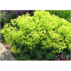 nasiona Przywrotnik szt.10 Flxx114