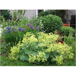 nasiona Przywrotnik szt.10 Flxx114