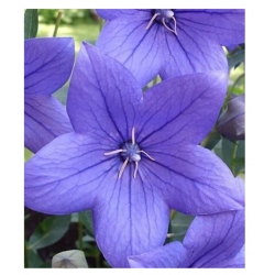 nasiona Rozwar wielkokwiatowy szt.10 Flxx15