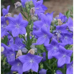 nasiona Rozwar wielkokwiatowy szt.10 Flxx15